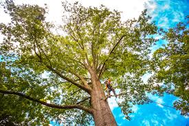 Professional Tree Removal in Pardeeville, WI