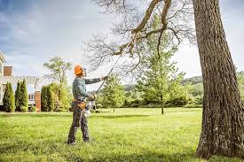 Tree and Shrub Care in Pardeeville, WI