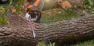 Best Root Management and Removal  in Pardeeville, WI