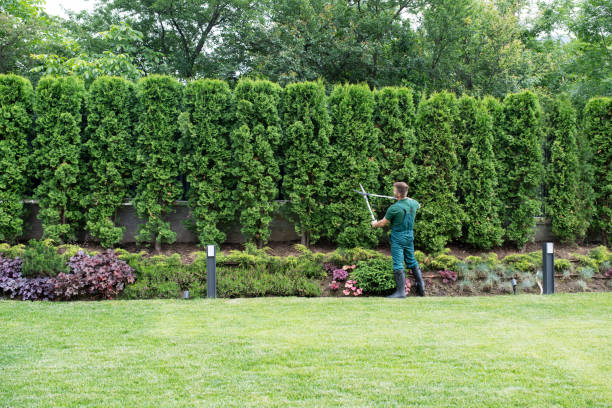 Best Tree Trimming and Pruning  in Pardeeville, WI