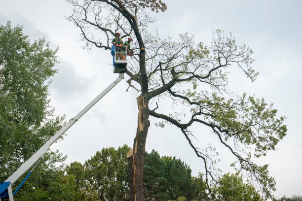 Best Hedge Trimming  in Pardeeville, WI