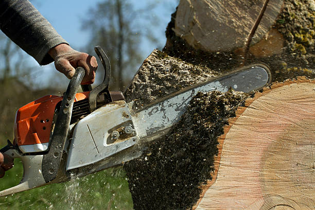 Best Arborist Consultation Services  in Pardeeville, WI